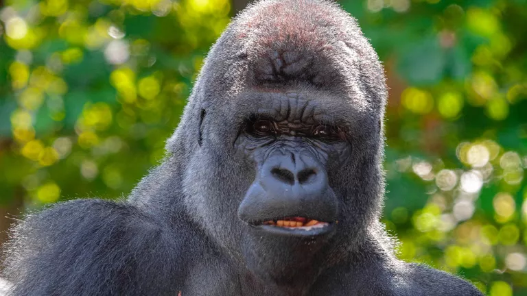 Gorilla